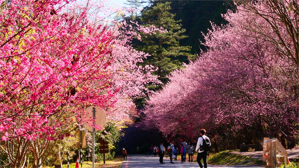 武陵農場櫻花季2月12日開跑 估遊客增2成