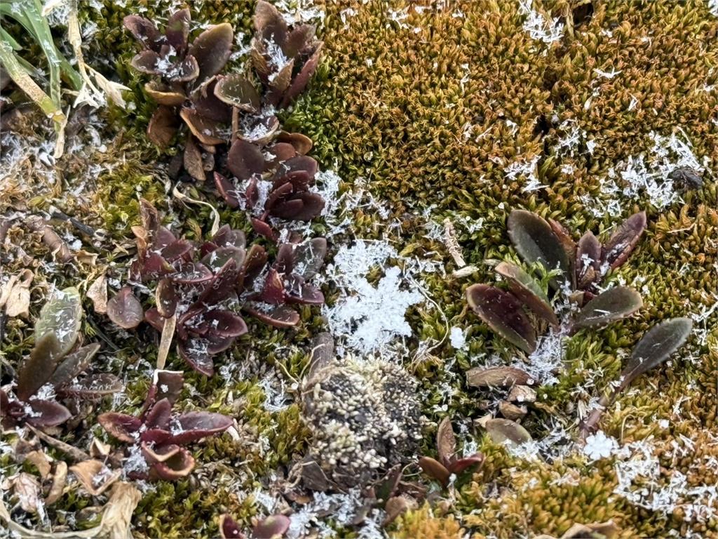 快新聞/玉山也下雪了!白色雪花飄落如仙境 絕美畫面曝