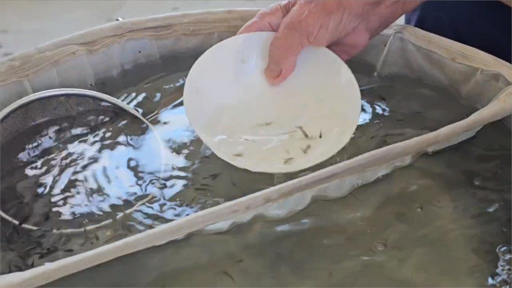 獨／魚苗買賣全靠一張嘴　台南「點漁工」用老經驗訴說漁村記憶