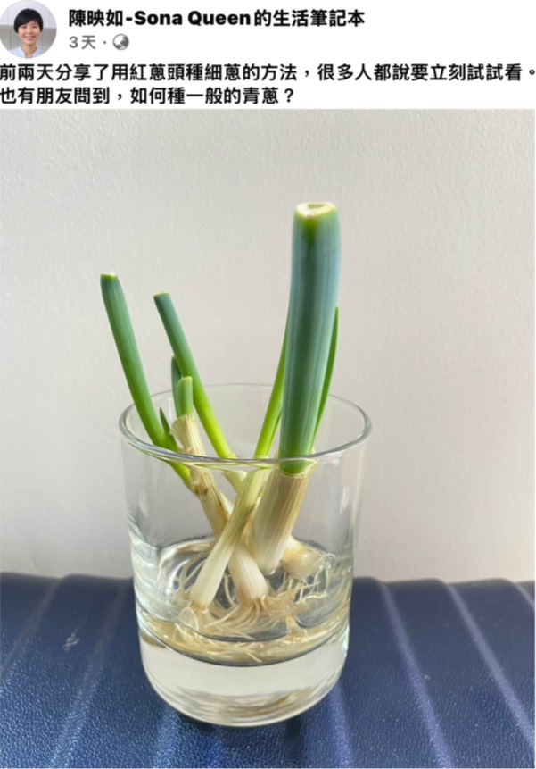 颱風過後菜價飆漲荷包大失血？專家親授「再生術」 剩蔥也能立大功！
