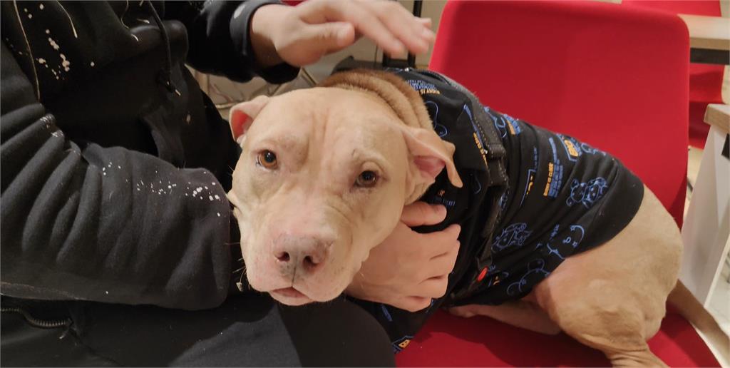 異言堂/獨!殺人索爾愛討摸 飼主揭兇狠比特犬轉性秘辛