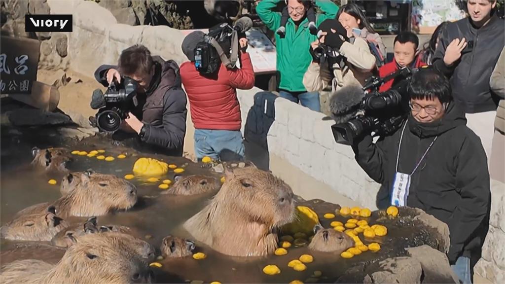 日本伊豆仙人掌動物園　「水豚泡溫泉」好療癒吸引遊客搶拍