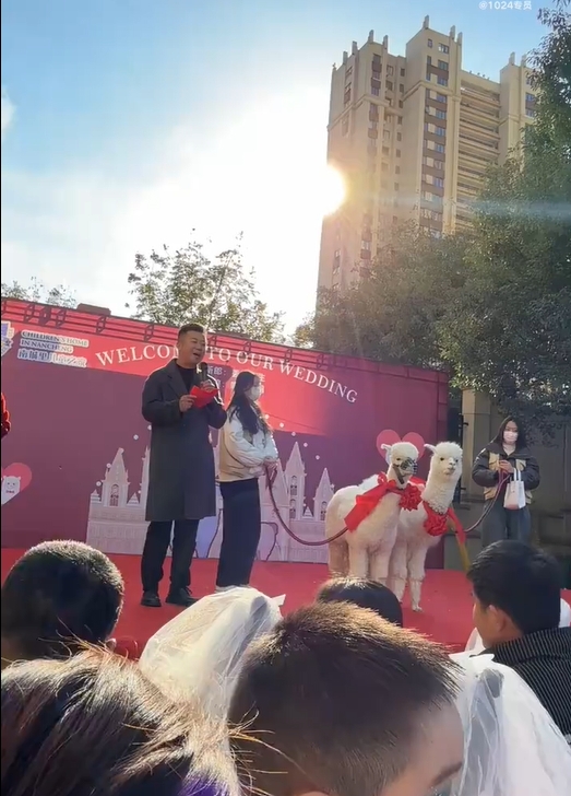 有趣變了調?中國幼兒園舉辦「羊駝婚禮」收家長135元紅包 掀兩派論戰