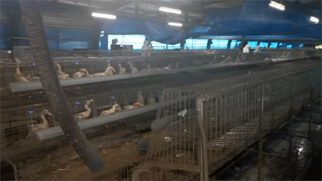 台灣首起「H5N1禽流感病毒」 宜蘭種鴨場逾5千隻種鴨遭撲殺