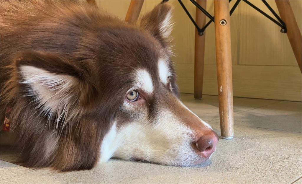 招牌店狗雪橇三犬 新竹萌犬咖啡廳療癒身心
