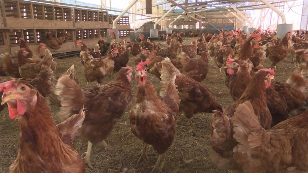 中元節肉品需求升溫!鴕鳥獸醫郭旭英:肉價應回歸市場機制