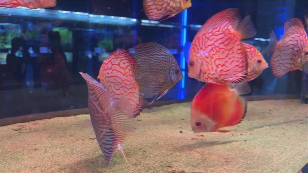 假日好去處!農業科技園區"觀賞水族展示廳"" 展出各式魚類