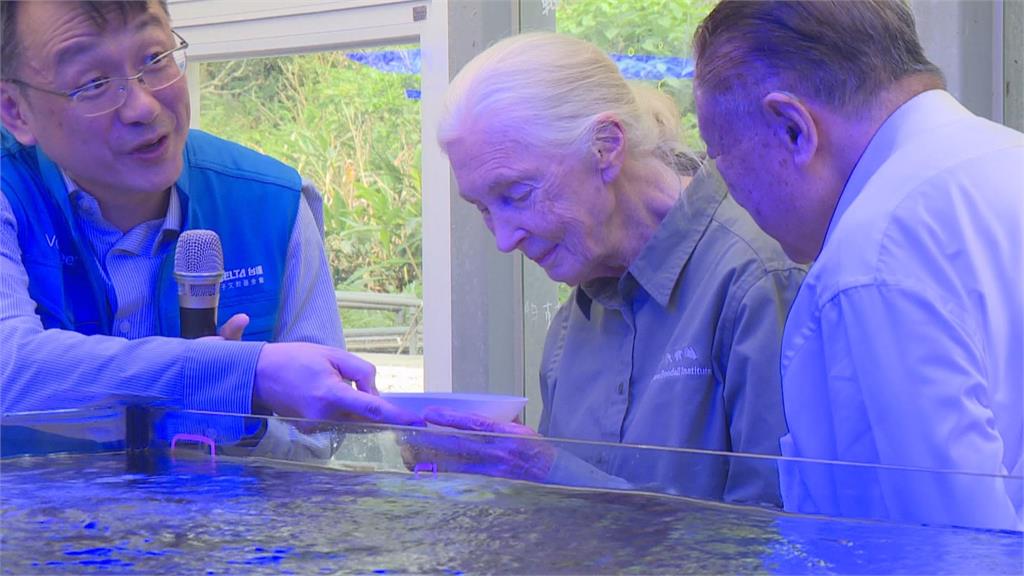 今年6月才訪台灣! 知名動物學家珍古德91歲辭世