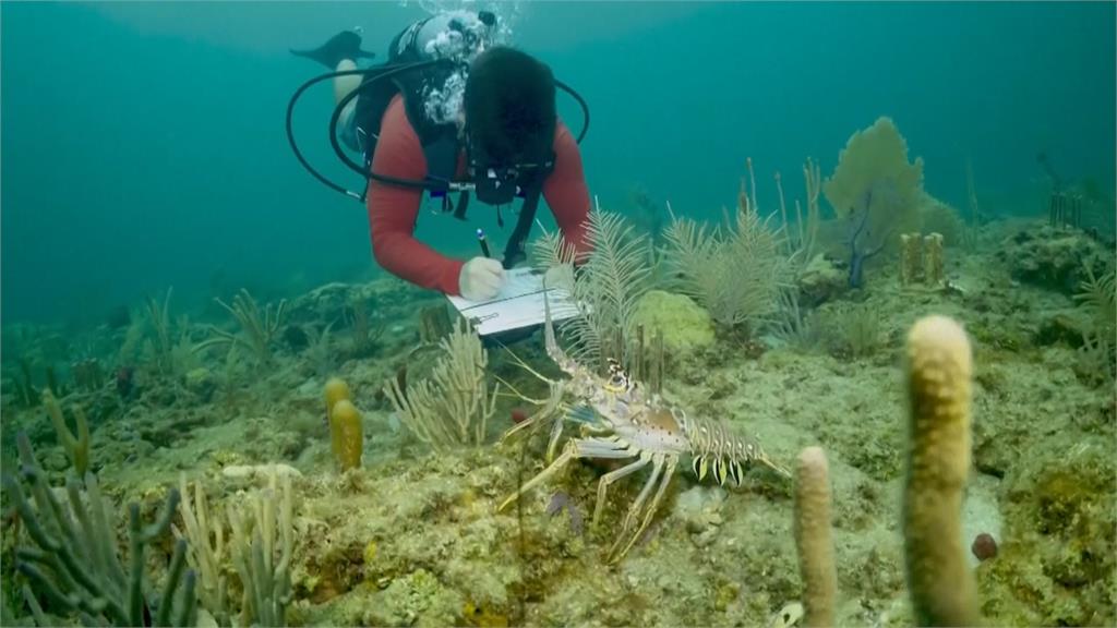 保護小珊瑚！學者架可分解「吸管柵欄」避免被啃食