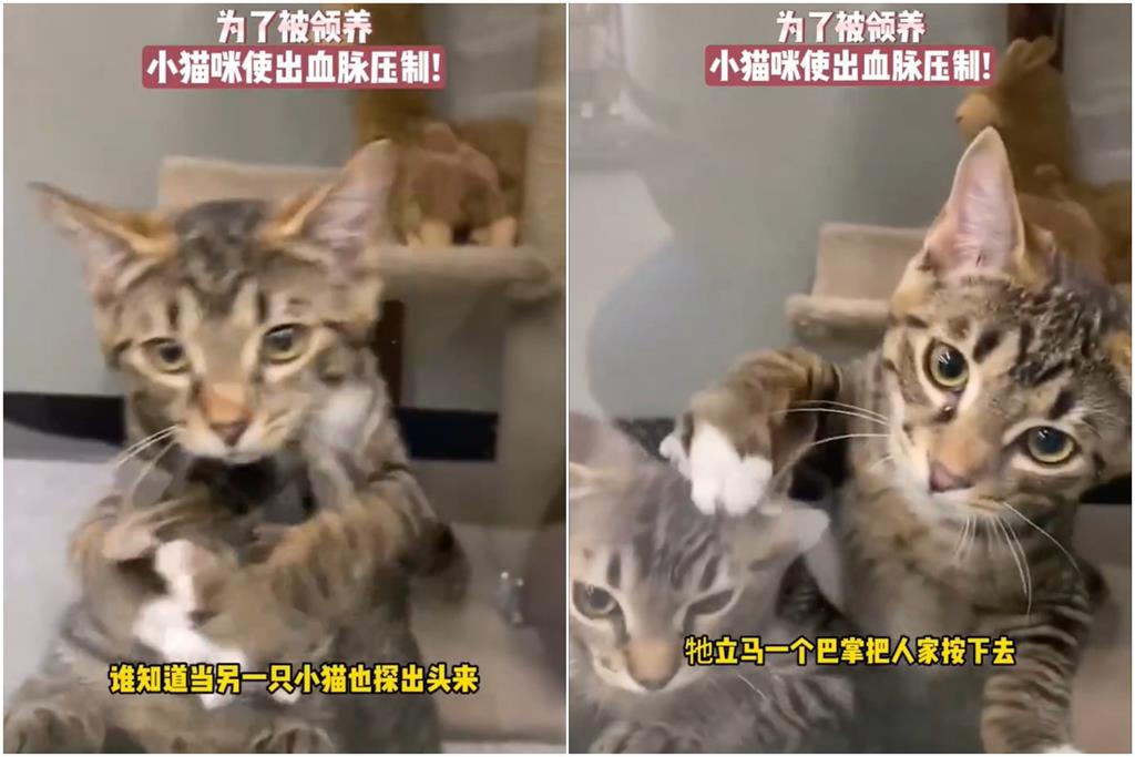 虎斑小奶貓為爭領養!遭同伴「無情壓頭」:來人救貓阿… 貓咪版《甄嬛傳》?虎斑奶貓搶領養「遭同伴無情壓頭」:來人救貓阿…