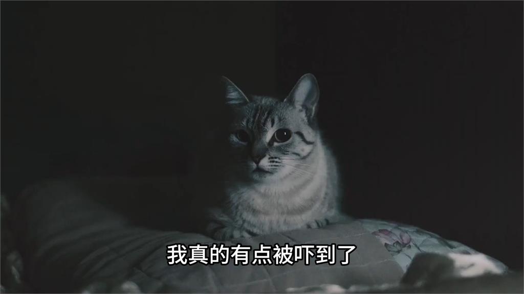 恐怖至極!網友在泰國租屋遇「看不見的室友」 回想寵物行為:頭皮發麻