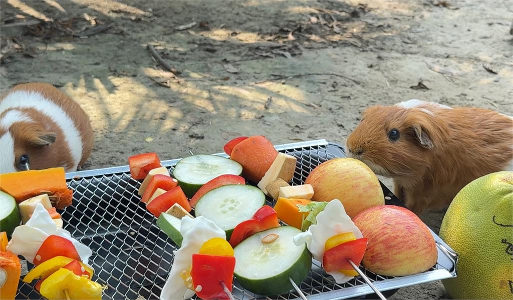 壽山動物園應景備材過中秋　動物大嗑特製月餅超療癒