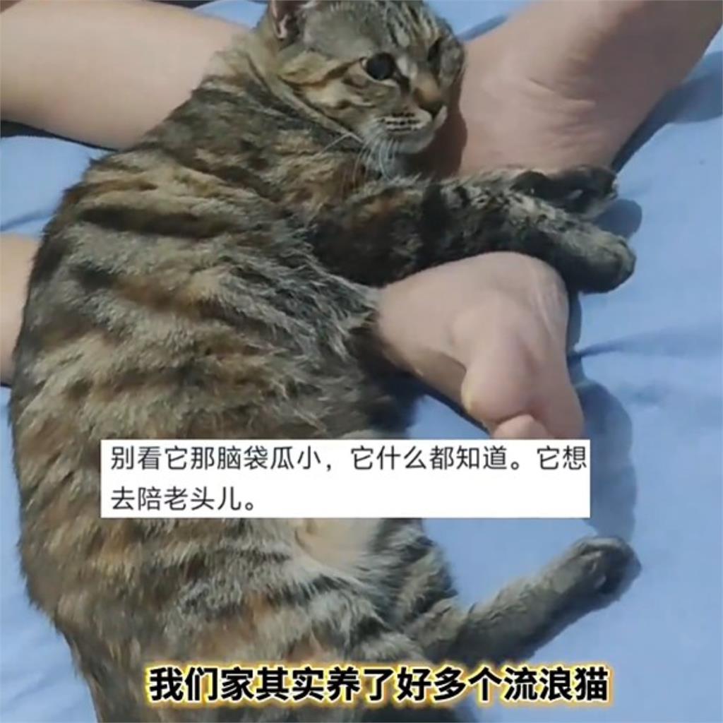 父親罹癌逝世…1小時後「愛貓也走了」 全家人看哭:怕爸爸一個人寂寞