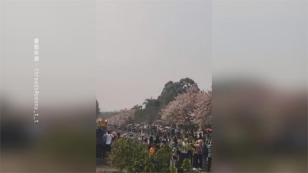 彰化二水鄉花旗木大爆發！遊客闖鐵軌拍照被列車叭