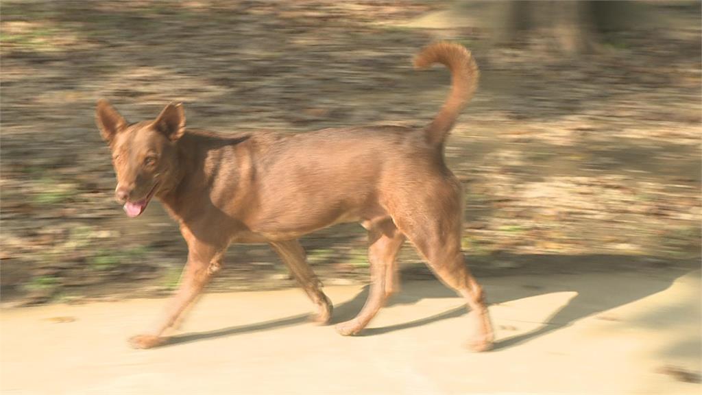 奇美博物館野鵝遭咬死　流浪犬安全問題引關注