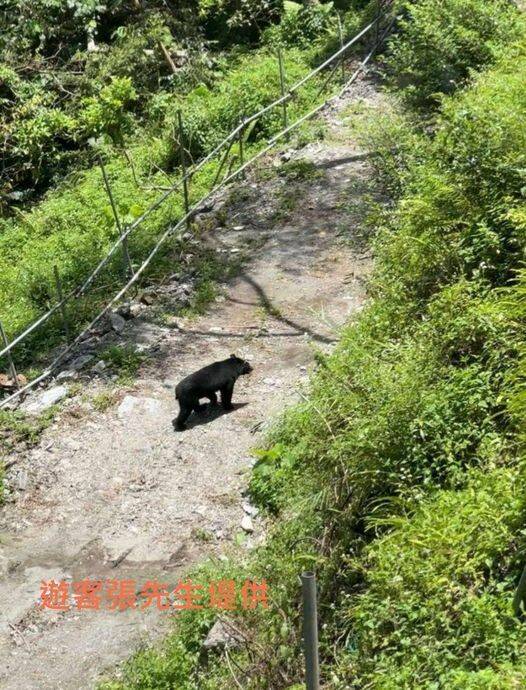 獨爬「唐麻丹山」巧遇台灣黑熊　女山友嚇：它離我僅100米