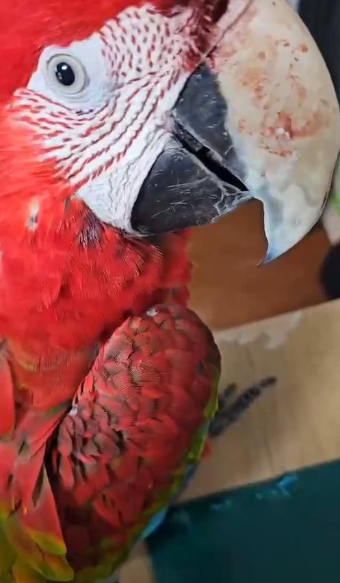 破壞定位！金剛鸚鵡放飛遭抓走　飼主怒告男「強行奪鳥」