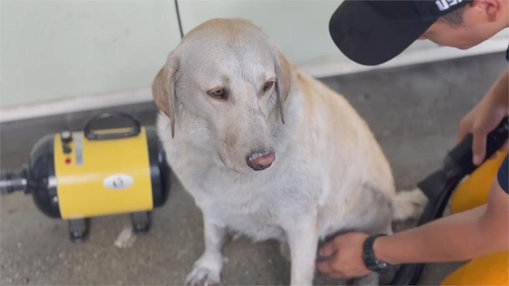 快新聞／辛苦了！花蓮搜救犬Hero光復繼續搜救　下工洗澎澎萌樣曝