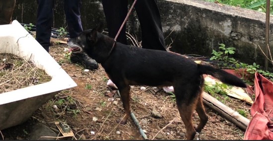男子「救狗」反被救　英籍動物救援協會成員受困山區