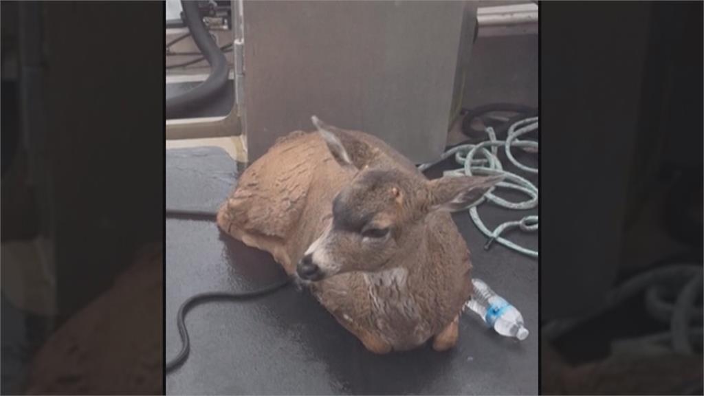 阿拉斯加2鹿受困海中險凍死　巡警緊急救援