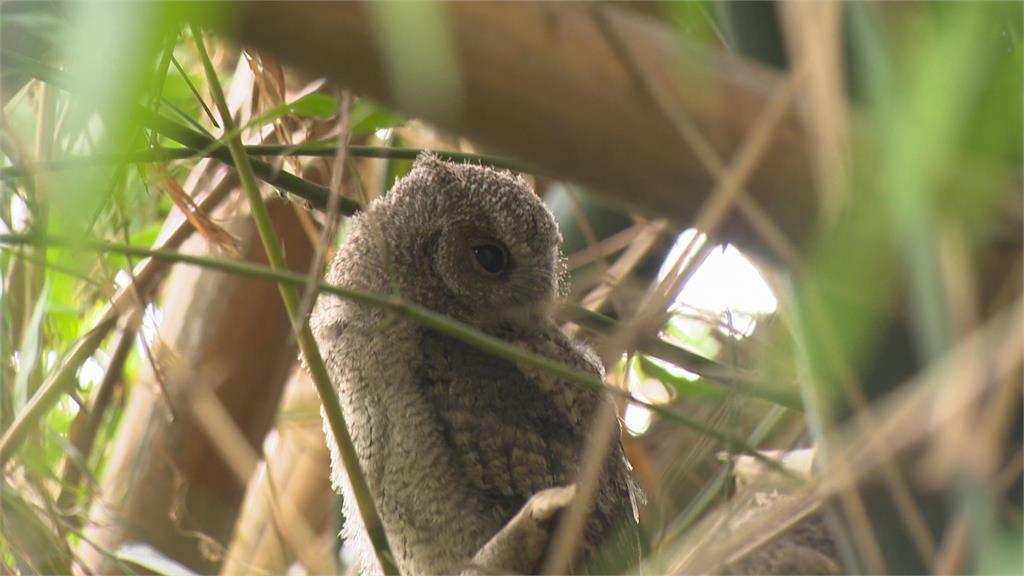 驚喜！鳥松濕地公園　二級保育類動物「領角鴞」現蹤