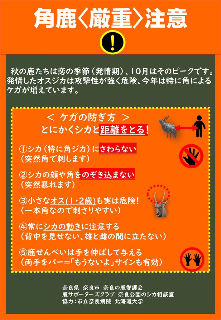 有影／萌娃遭奈良鹿「撞飛」倒地！老爸PO文提醒反被罵：不負責