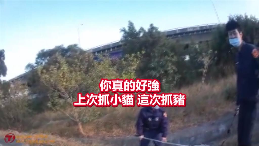 黑色小豬馬路亂竄　與警纏鬥1小時遭「逮回」