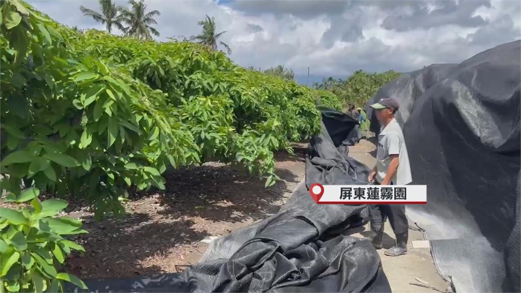 楊柳逼近!台南後壁僅1成芭樂收成 農民無奈:沒什麼好損失