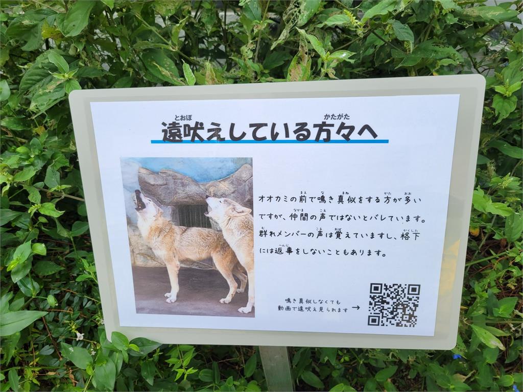 學狼嚎沒反應？動物園曝真相「地位低不屑理你」　網笑翻：侮辱性極強