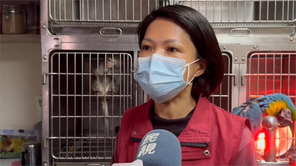 不愛吃水果?小獼猴巷弄亂竄 拿出雞排成功誘捕