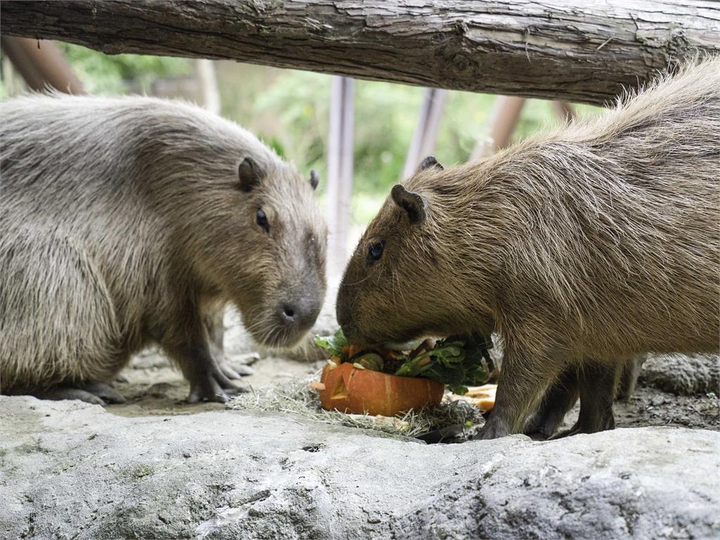 北市動物園同慶萬聖節　動物享用季節限定美食