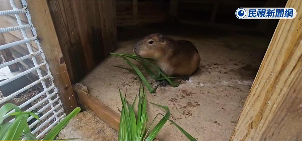 颱風天前蹺家! 水豚君跳"90公分高圍籬"脫逃 主人協尋