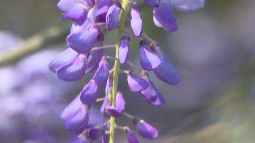 嘉義瑞里紫藤花季浪漫登場　感受春季山城旅遊魅力