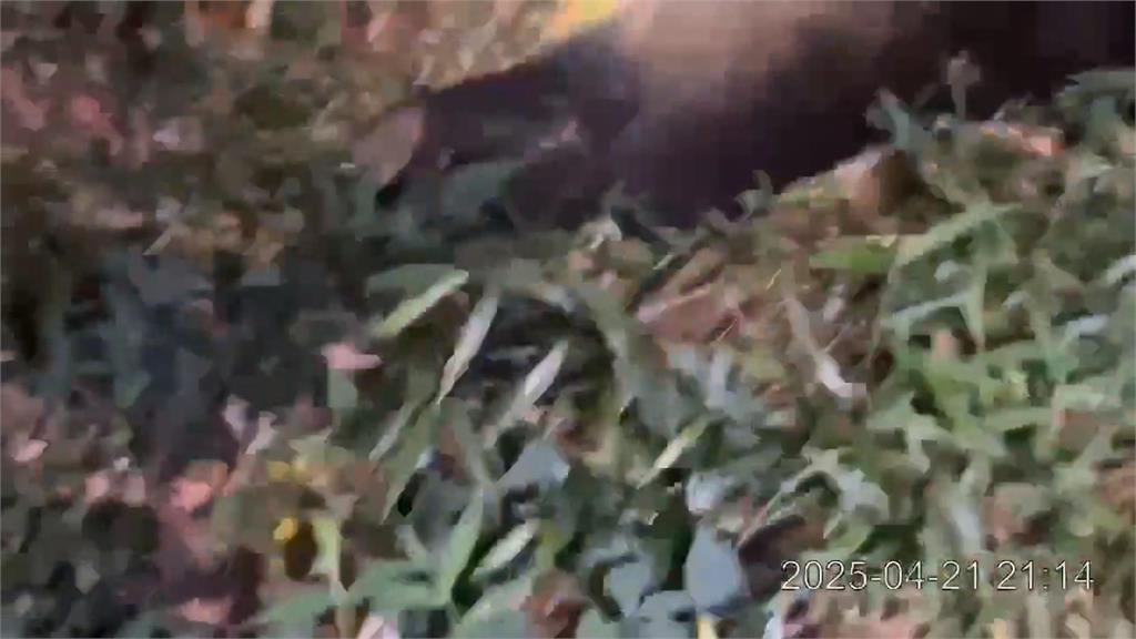 花蓮黑熊入侵部落吃雞咬死狗 熊性大發遭槍擊