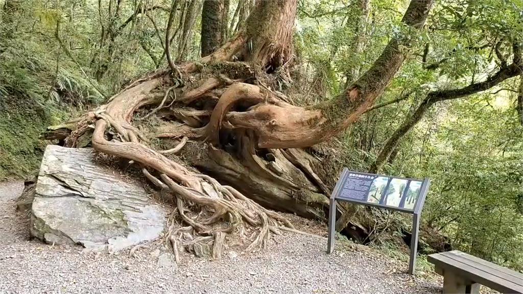 雲霧巨木群美景 拉拉山國家森林遊樂區開園
