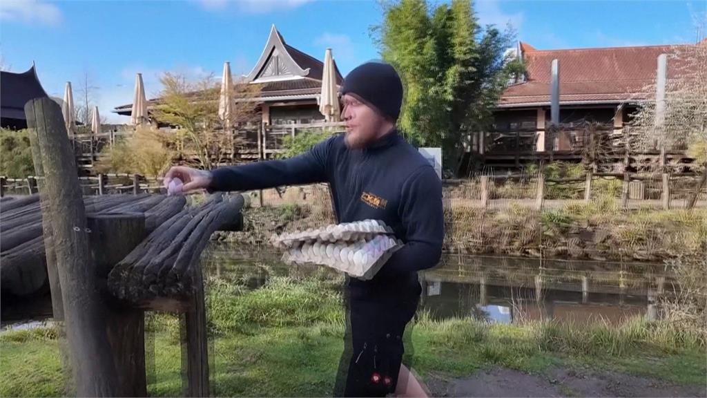 德國動物園慶復活節！　獼猴找彩蛋、獅子有麻袋驚喜
