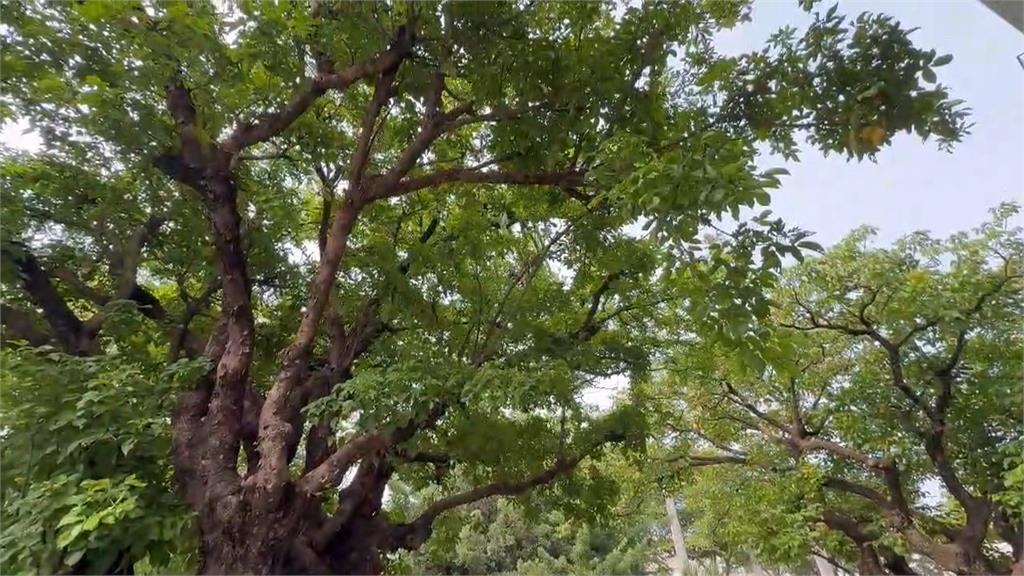 奇景!元長國小百年茄苳樹冒「7顆火龍果」 師生笑喊像「七龍珠」