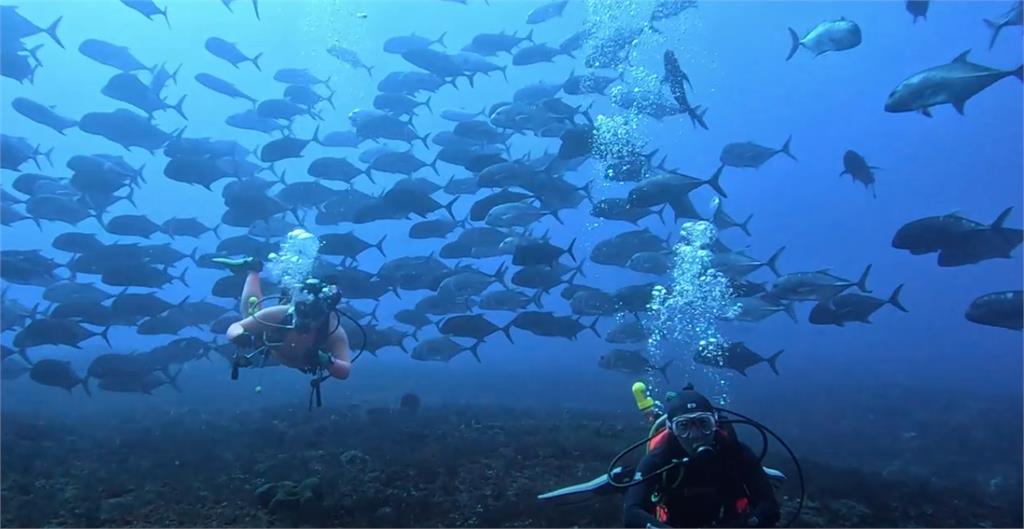 牛港鰺「海底風暴」疑變9噸漁獲 網掀生態保育論戰