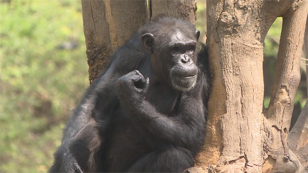 小朋友丟食物進黑猩猩展區　父母在旁竟未制止