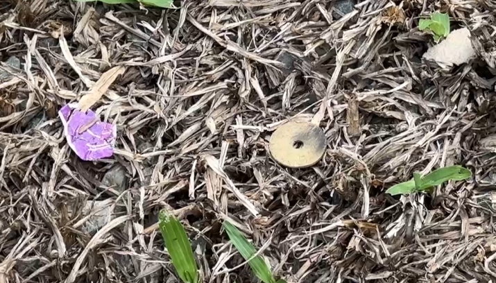 裡冷部落旁露營區住客放煙火　連聲巨響居民難入眠