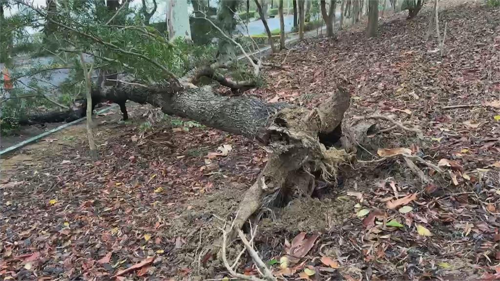 路樹倒塌壓死散步男子　高雄澄清湖園區關園一週