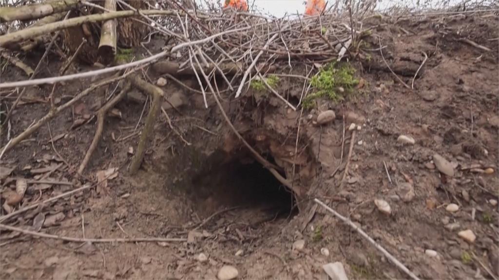 軌道下地基遭掏空 荷蘭野生獾闖禍鐵路大停擺 軌道下被當風水寶地 野生獾築巢掏空地基鐵路大停擺