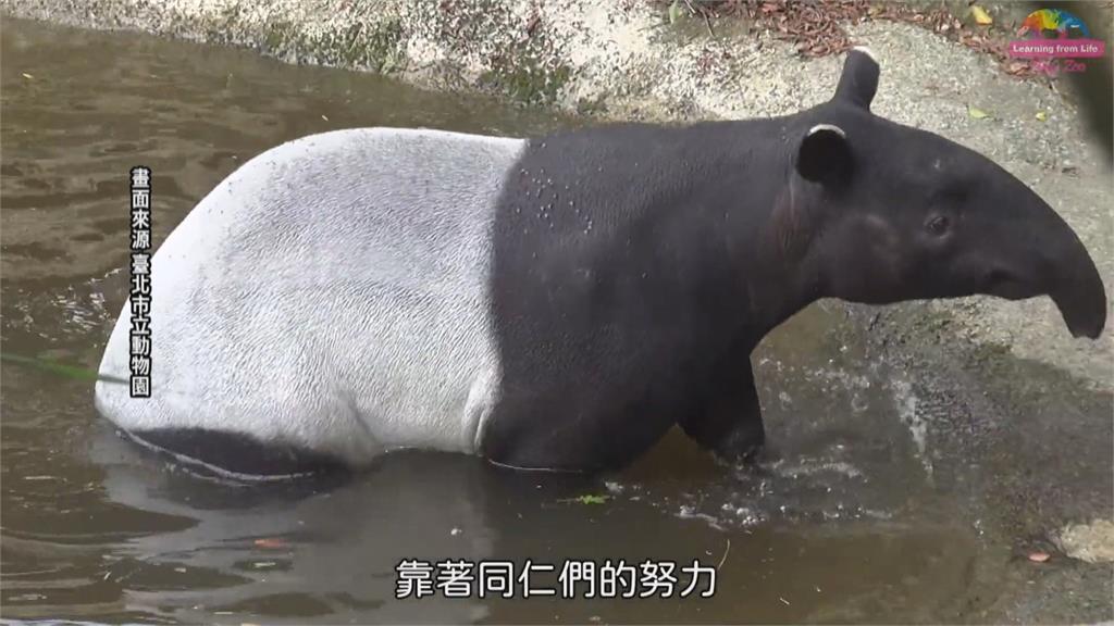 北市動物園馬來貘「貘克」死亡　不排除熱衰竭！週四將解剖釐清死因