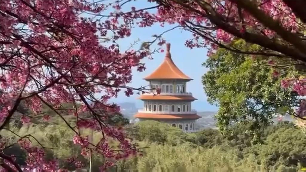 台北賞櫻秘境！內湖.汐止三色櫻盛開　淡水賞台灣山櫻花