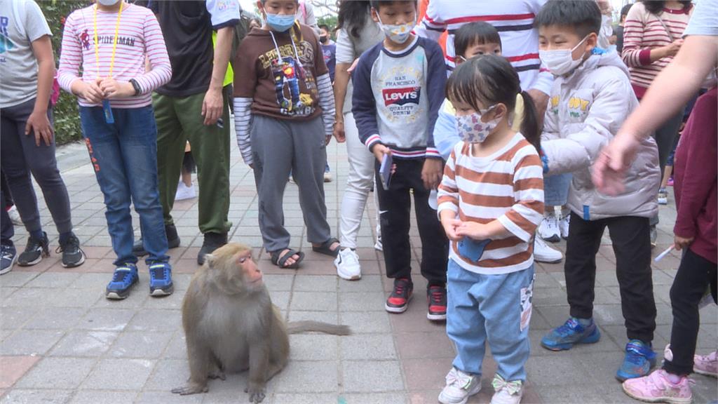 民眾壽山動物園「獼猴驚魂」　獼猴嬰兒車被包圍還狂翻包包