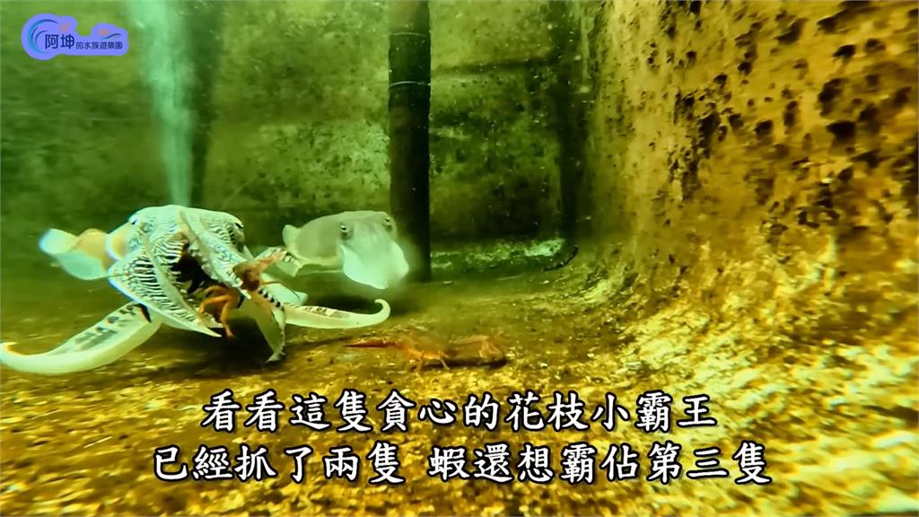 外來種侵台!達人一夜狂撈近10斤小龍蝦 犒賞「樂園員工」上演餵食秀