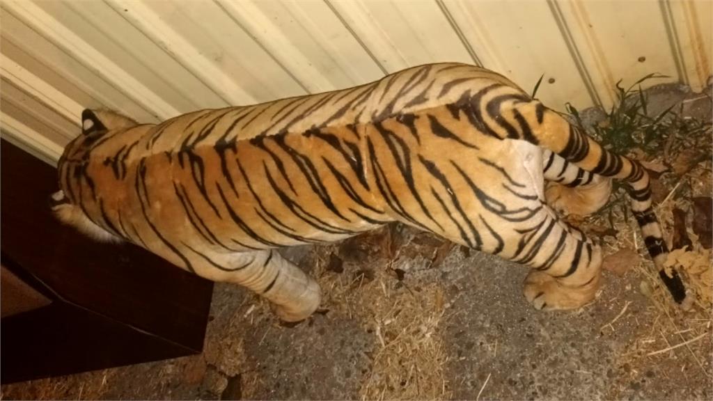 民宅旁邊猛虎出沒?! 騎士經過險摔...近看才知是假的!
