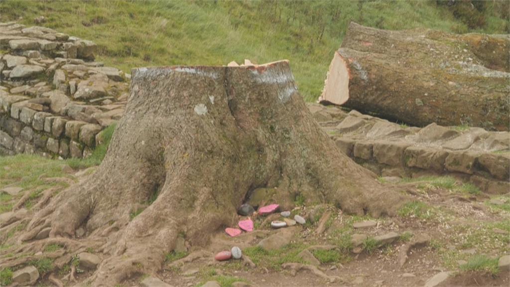 200年英國「羅賓漢樹」遭砍倒　兩男被判4年3個月