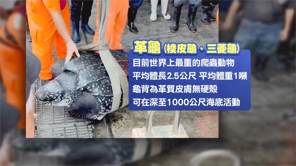 高雄漁船誤捕「世界最重爬蟲類」　船長緊急求助海巡署　送海生館照護