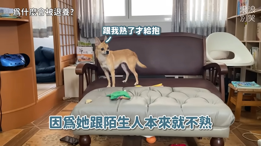 不想花時間相處!內向怕生吉娃娃遭退養2次 網心疼:願正緣早日出現